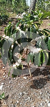 arabica coffee tree