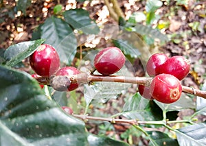 Arabica coffee tree with coffee bean in cafe plantation selective focus.