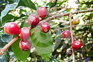 Arabica coffee tree with coffee bean in cafe plantation selective focus.