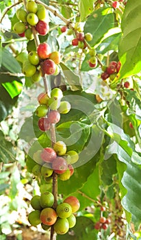 Arabica coffee tree with coffee bean in cafe plantation selective focus.