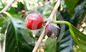 Arabica coffee tree with coffee bean in cafe plantation selective focus.