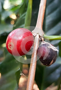 Arabica coffee tree with coffee bean in cafe plantation selective focus.