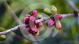 Arabica coffee tree with seeds ready to harvest.