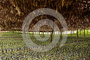 Arabica coffee trees in coffee nursery plantation in Rwanda region