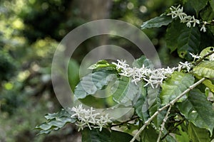 Arabica coffee white color flower blossom