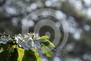 Arabica coffee white color flower blossom