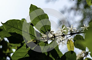 Arabica coffee white color flower blossom