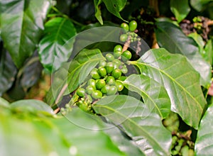 Arabica, Robusta tree in Coffee plantation in laos