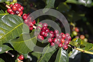 Chicchi di caffè maturazione sul un albero nord da tailandia 