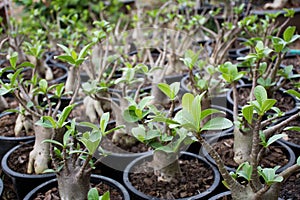 Arabicum adenium is on growing.