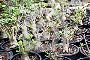 Arabicum adenium is on growing.