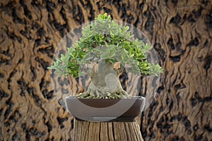 Arabicum bonsai