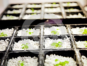 Arabidopsis