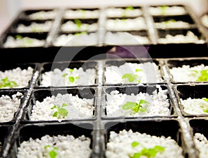 Arabidopsis photo