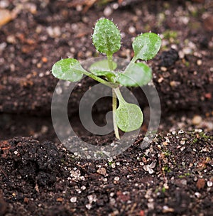 Arabidopsis photo