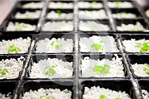 Arabidopsis photo