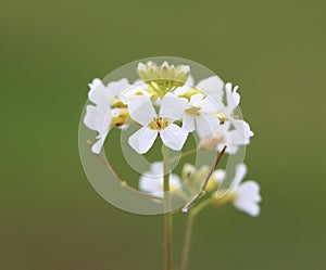 Arabidopsis arenosa photo
