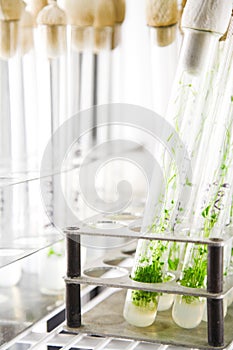 Arabidopsis plants photo