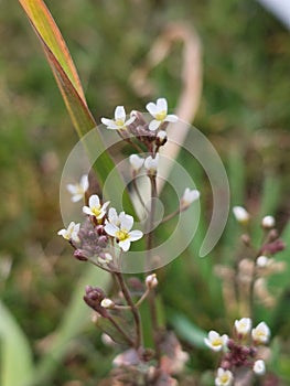 Arabidopsis Thaliana photo
