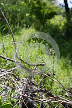 Arabidopsis thaliana (cress plant) photo