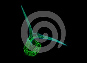 Trichome of Arabidopsis thaliana photo