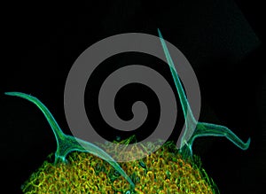 Trichomes of Arabidopsis thaliana photo