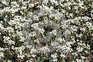 Arabis alpina subsp caucasica `Variegata` photo