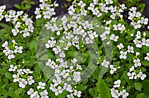 Arabis caucasica flower