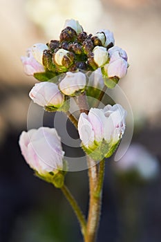 Arabis caucasica flower buds in the garden springtime