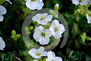 Arabis Caucasica flower photo