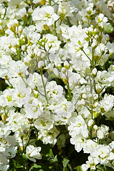 Arabis caucasica flowers. White arabis caucasica flowers in the garden