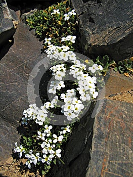 Arabis caucasica , mountain rock cress or Caucasian rockcress flowers photo