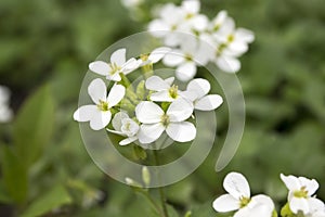 Arabis caucasica ornamental early spring garden white flowering flowers, mountain rock cress in bloom