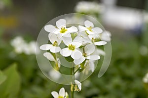 Arabis caucasica ornamental garden white flowers, mountain rock cress in bloom