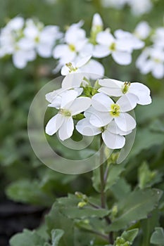 Arabis caucasica ornamental garden white flowers, mountain rock cress in bloom