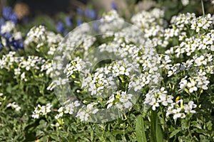 Arabis caucasica ornamental garden white flowers, mountain rock cress in bloom