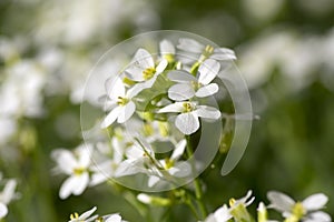 Arabis caucasica ornamental garden white flowers, mountain rock cress in bloom