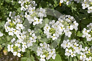 Arabis caucasica ornamental garden white flowers, mountain rock cress in bloom