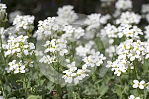 Arabis caucasica ornamental garden white flowers, mountain rock cress in bloom