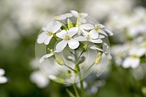 Arabis caucasica ornamental garden white flowers, mountain rock cress in bloom