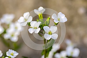 Arabis caucasica ornamental garden white flowers, mountain rock cress ground cover plant in bloom
