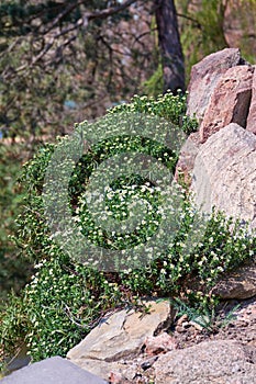 Arabis caucasica in rock garden photo