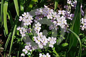 Arabis caucasica `Pinkie` in April in the garden. Berlin, Germany