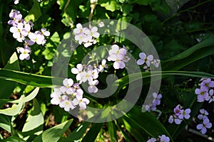 Arabis caucasica `Pinkie` in May in the garden. Berlin, Germany