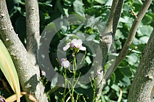 Arabis caucasica `Pinkie` in May in the garden. Berlin, Germany