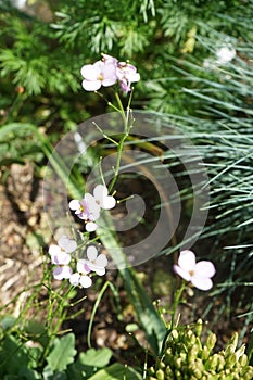 Arabis caucasica `Pinkie` in May in the garden. Berlin, Germany