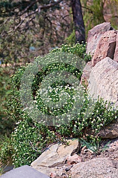 Arabis caucasica in rock garden