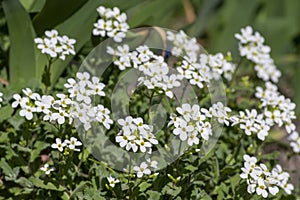 Arabis caucasica white flowering plant, group of springtime flowers in bloom