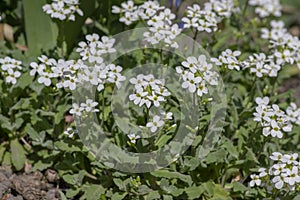 Arabis caucasica white flowering plant, group of springtime flowers in bloom