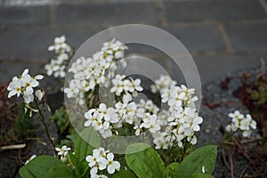 Arabis caucasica white in May in the garden. Berlin, Germany